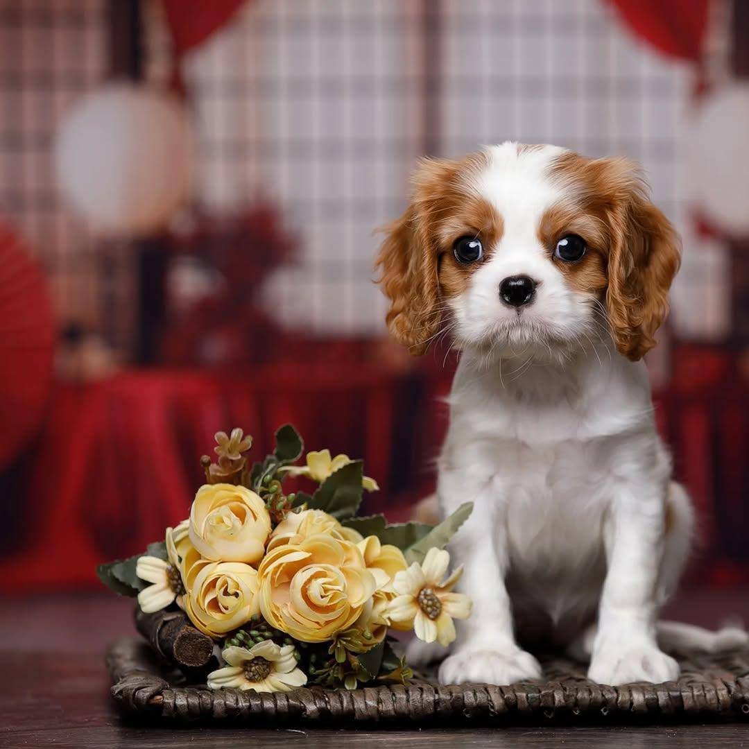 Submit an Application