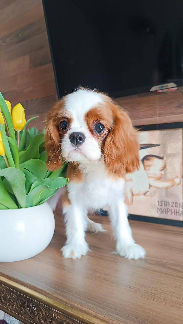 Browse Available Puppies