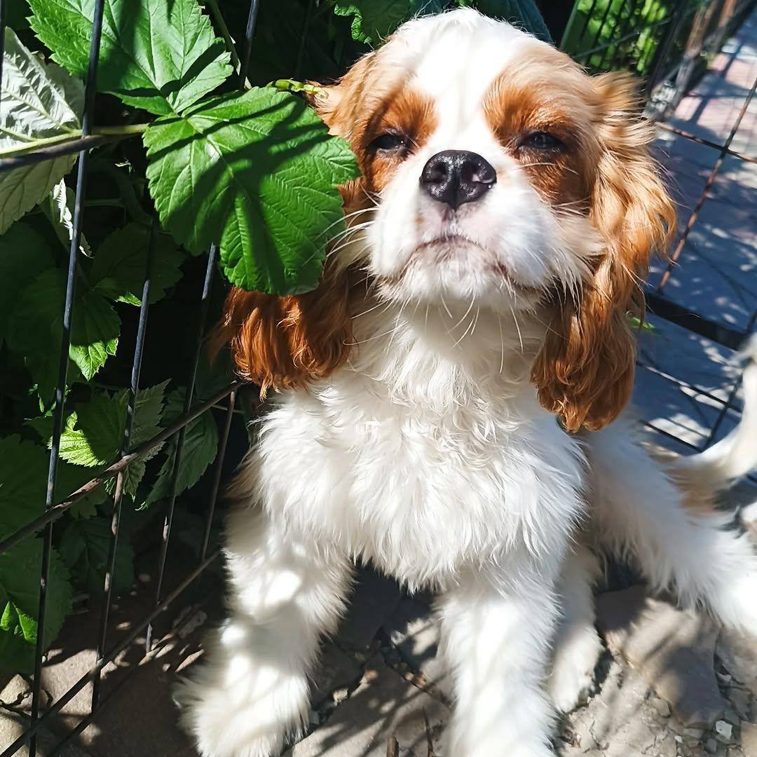 Finalize the Adoption