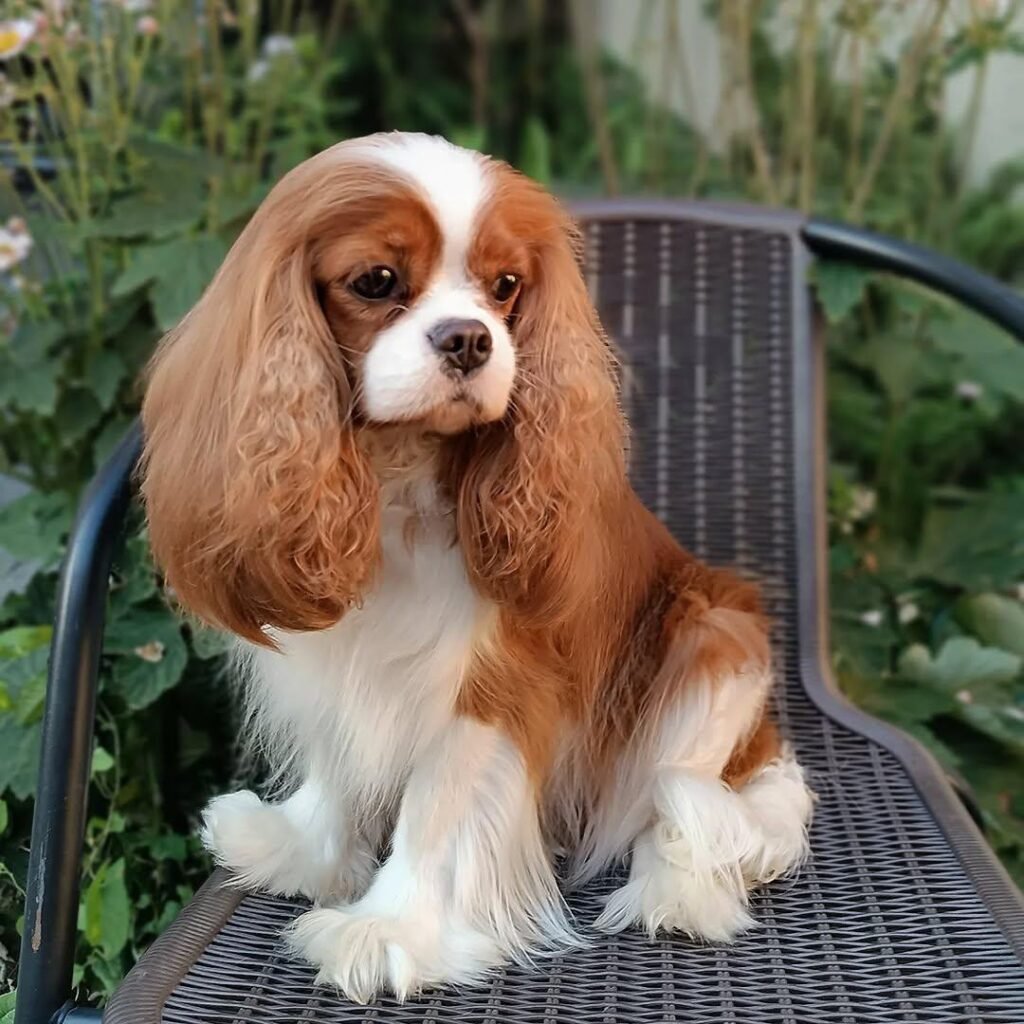 Lola Photo 2025 12 06 23 39 21 1024x1024