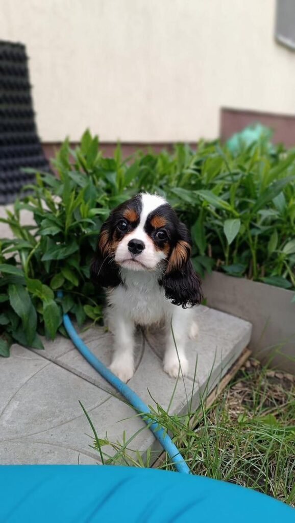 Milo Photo 2025 12 07 10 46 17 578x1024