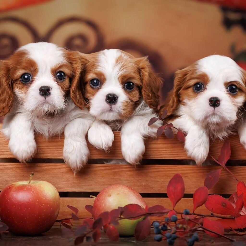 Upcoming Litters Waitlist Photo 2025 12 07 13 38 32 1024x1024