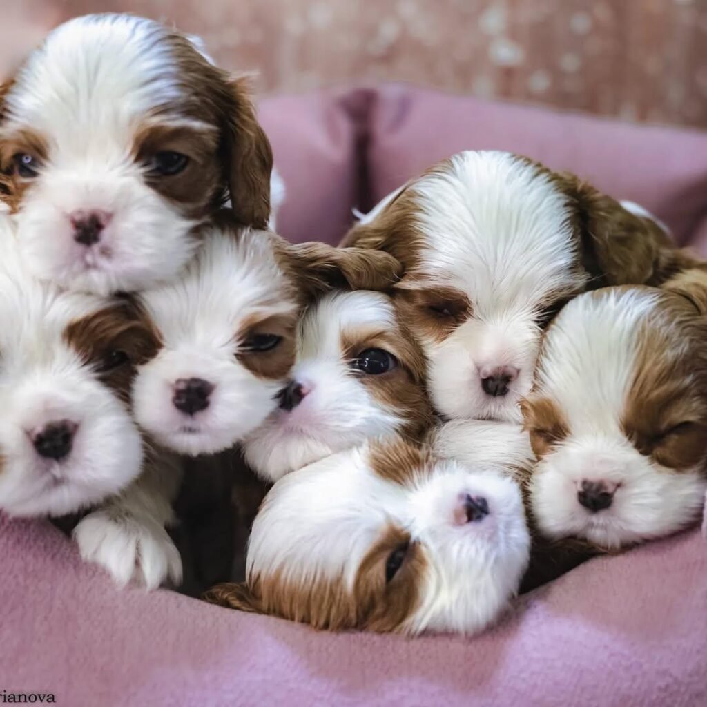 December Upcoming Litters Waitlist Photo 2025 12 07 13 50 11 1024x1024