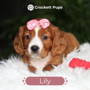 lily