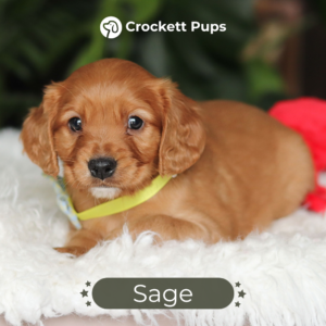 sage