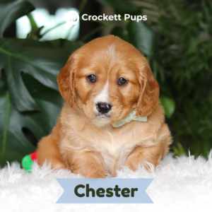 chester