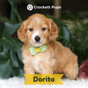 dorito