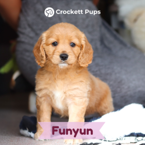 funyun